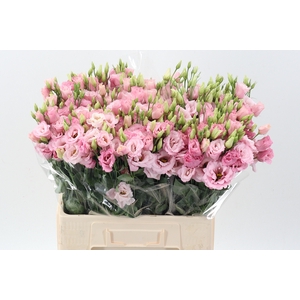 Eus G Lisanne L Pink