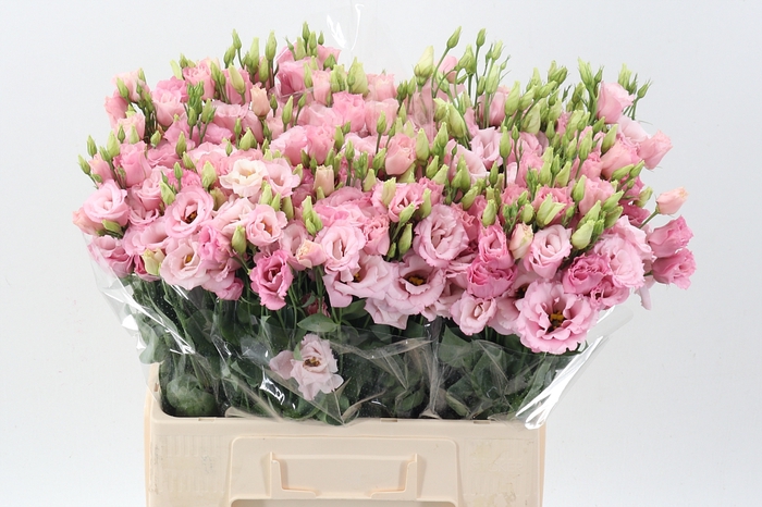 Eus G Lisanne L Pink