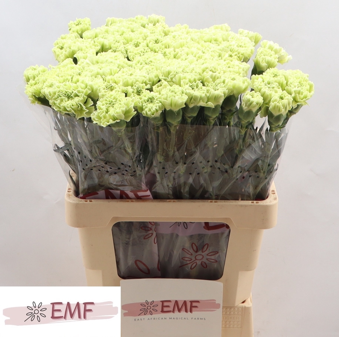 <h4>DI ST ALESSANDRIA</h4>