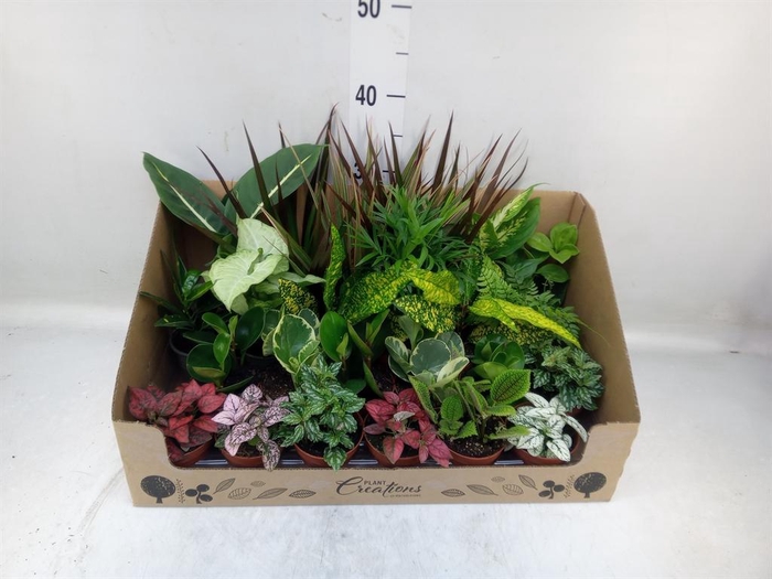 <h4>Planten Groen   ...mix 24</h4>