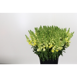 Antirrhinum Yellow
