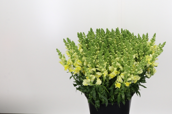 <h4>Antirrhinum Yellow</h4>