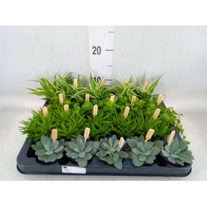 Planten  ..mix