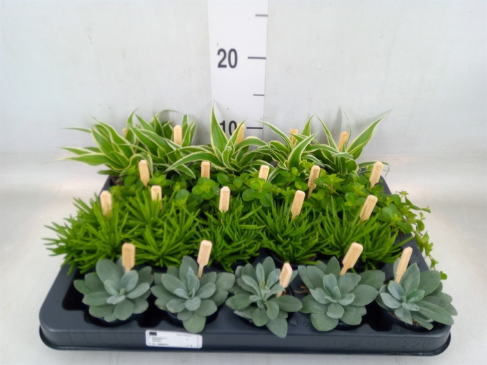 <h4>Planten  ..mix</h4>
