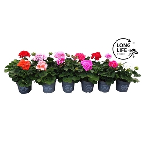 Pelargonium Zonale Mix cc