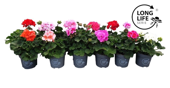 <h4>Pelargonium Zonale Mix cc</h4>