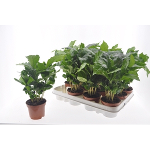 COFFEA ARABICA