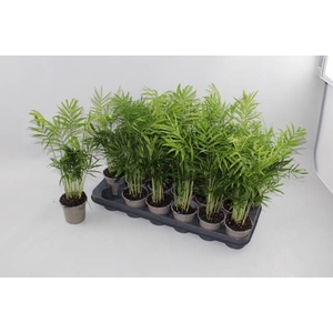 CHAMAED ELEGANS P9