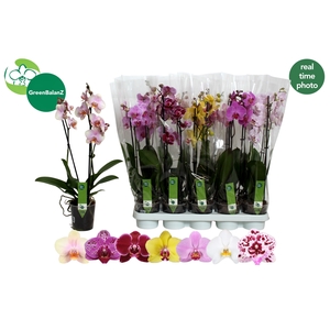 PHAL GEM 7 KL