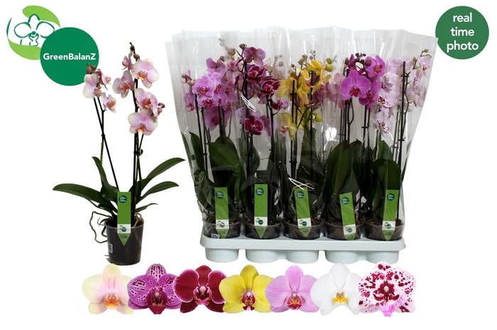 <h4>PHAL GEM 7 KL</h4>