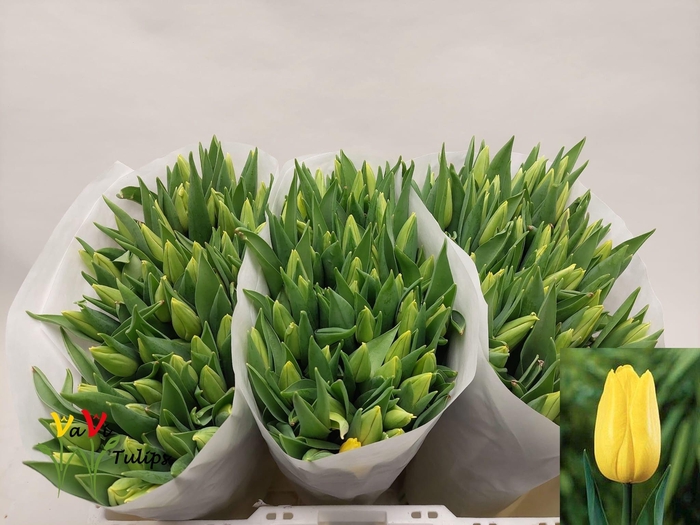 <h4>TU EN STRONG GOLD</h4>