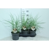 Miscanthus Sinensis Ferner Osten