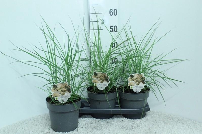 <h4>Miscanthus Sinensis Ferner Osten</h4>
