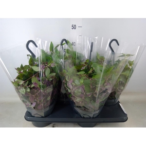 Tradescantia  'Green Hill'