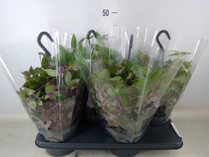 <h4>Tradescantia  'Green Hill'</h4>