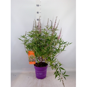 Vitex agnus-castus