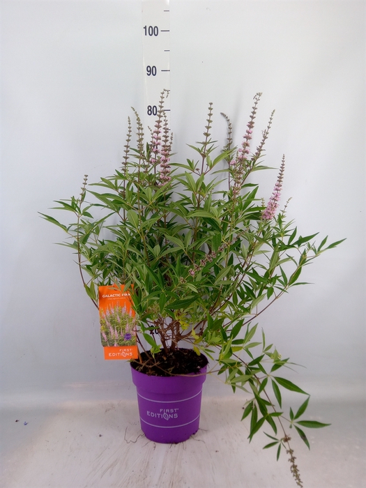 <h4>Vitex agnus-castus</h4>