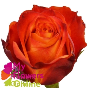 R Gr Atomic Orange 60cm EC