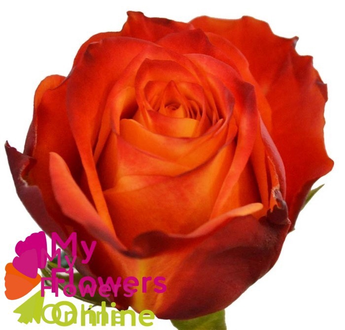 <h4>R Gr Atomic Orange 60cm EC</h4>