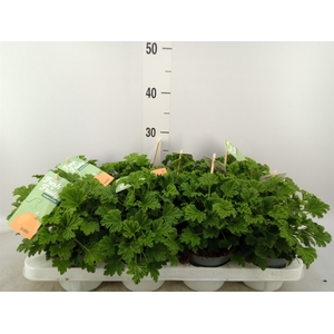 Pelargonium   ...mix smelling
