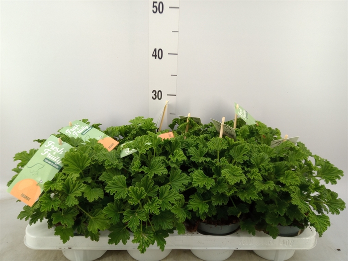 <h4>Pelargonium   ...mix smelling</h4>