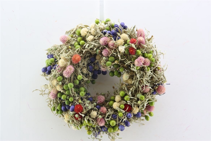 <h4>Wr Sierfruit Gomphrena Mix 30cm</h4>