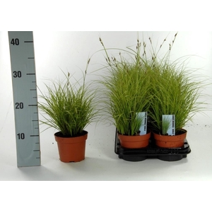 Carex brunnea 'Jubilo'