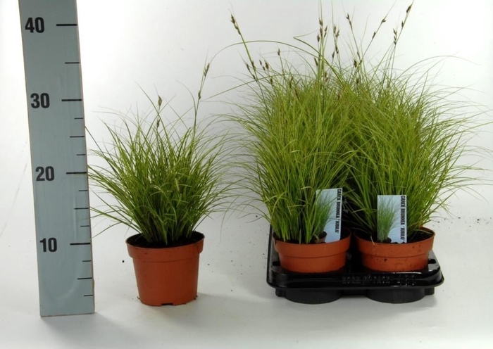 <h4>Carex brunnea 'Jubilo'</h4>