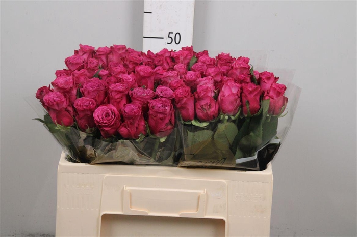 <h4>R Gr Cool Blue</h4>