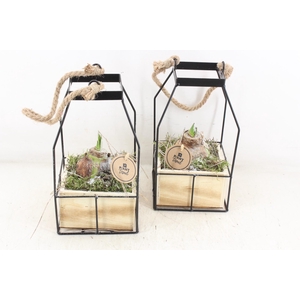 arr4 Amaryllis PL - Lantaarn 4kant