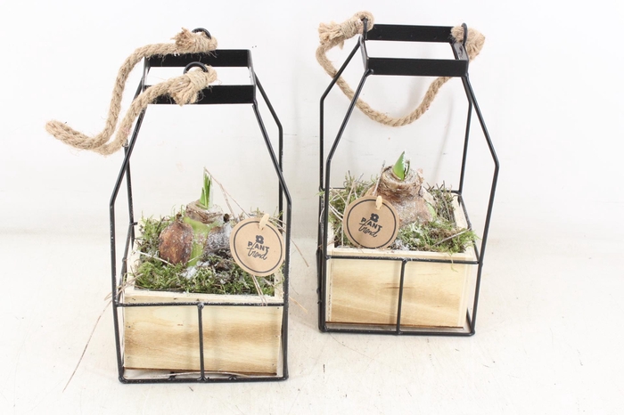 <h4>arr4 Amaryllis PL - Lantaarn 4kant</h4>