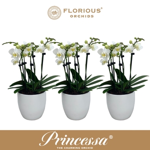 No9 Phalanopsis 6 Tak Wit+deco