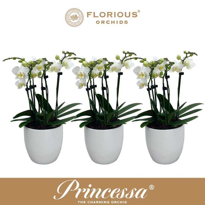 <h4>No9 Phalanopsis 6 Tak Wit+deco</h4>