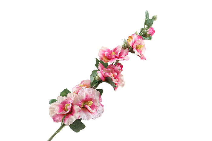 <h4>Alcea Rosea Pink</h4>