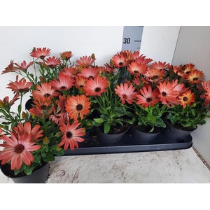 OSTEO FP ORANGE BRON
