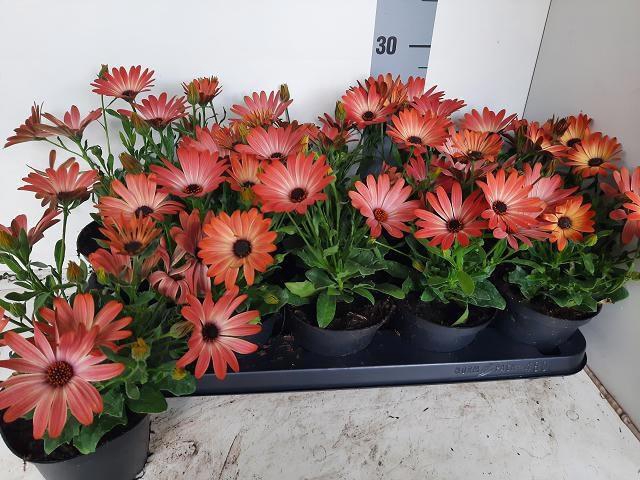 <h4>OSTEO FP ORANGE BRON</h4>