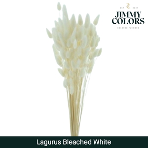 Lagurus Bleached White