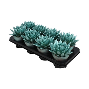 Echeveria coloured metallic green