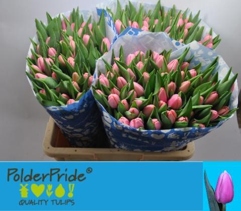 <h4>TU EN TRESOR</h4>