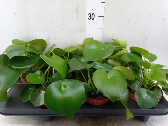 <h4>Peperomia polybotrya 'Raindrop'</h4>