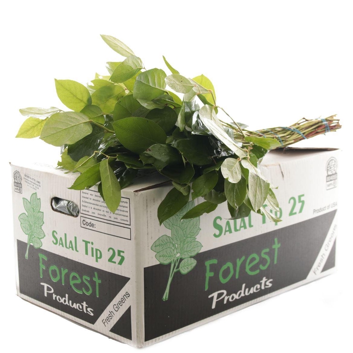 <h4>Salal Tip</h4>