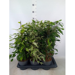 Ficus benja.   ...mix