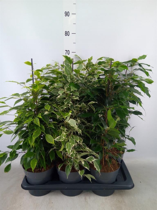 <h4>Ficus benja.   ...mix</h4>