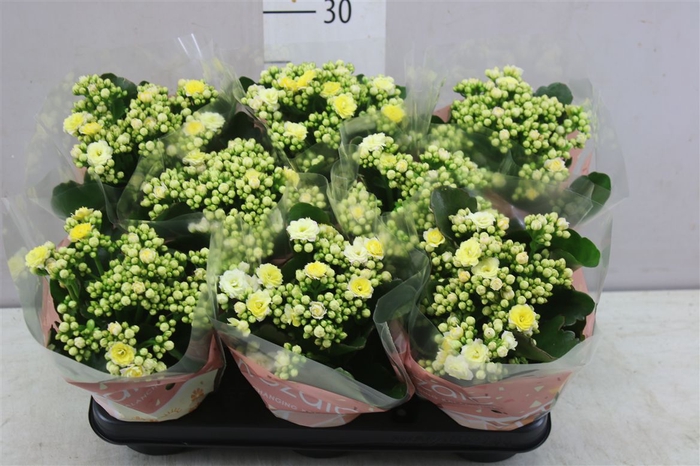 <h4>Kalanchoe Calandiva Mozaic</h4>