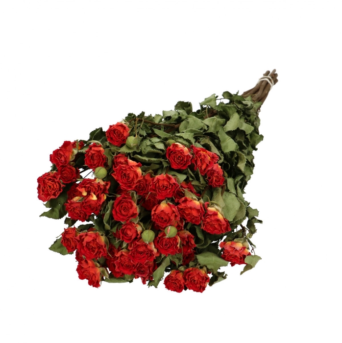 <h4>Dried flowers Rose spray 50cm x10</h4>