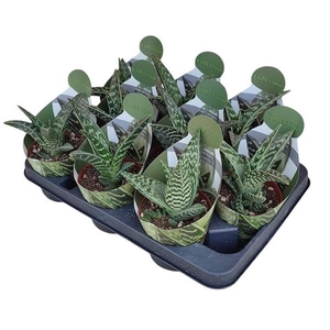 ALOE VARIEGATA