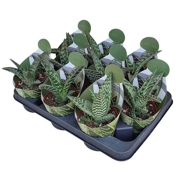 <h4>ALOE VARIEGATA</h4>