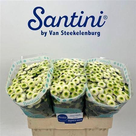 <h4>Chr San Maverick</h4>