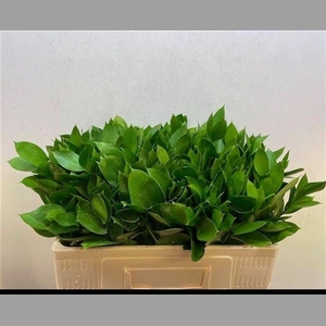 RUSCUS HYPOPHYLLUM