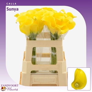 ZANT SUNYA